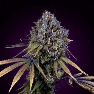Afghan Kush Clones