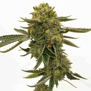 Quarter Pounder Clones