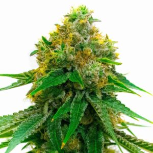 5 Alive Clones