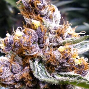 Blueberry Fast Flowering See Clones