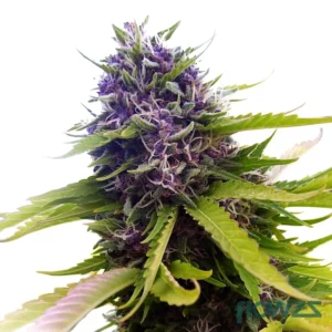 Blueberry Clones