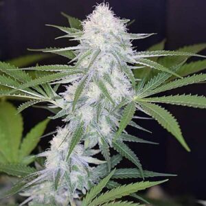Super Silver Haze Clones