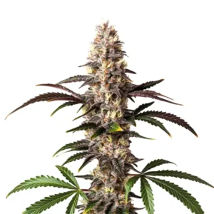 Alaskan Thunder Fuck Clones