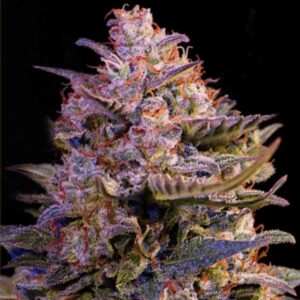 AK-47 Clones