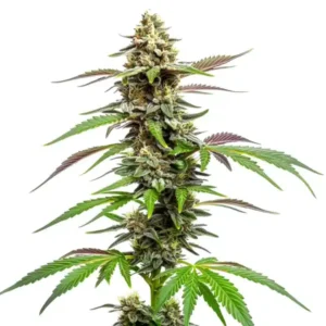 Sativa