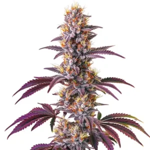 Blackberry Kush Clones