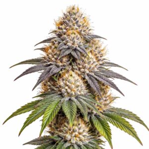Blue Cheese Clones