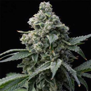 Bruce Banner Clones