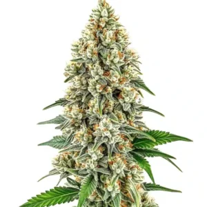 Cinderella 99 Clones