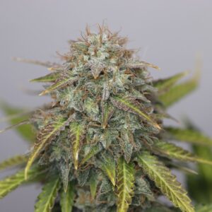 Auto G13 Clones