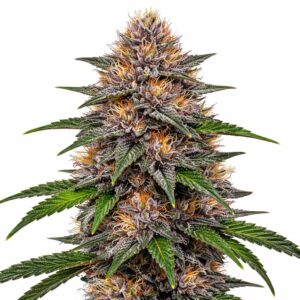 Gelato Clones