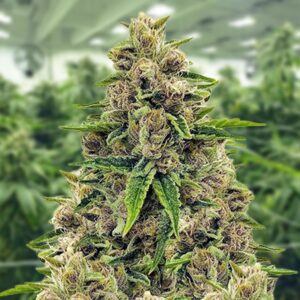 Godfather OG Clones