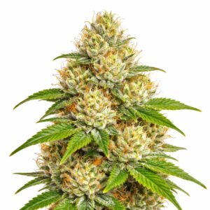 Green Crack Clones