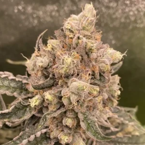 Cream Caramel Clones