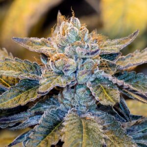Blue Headband Clones