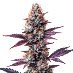 Humboldt Clones