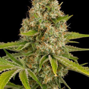 OG Kush Clones