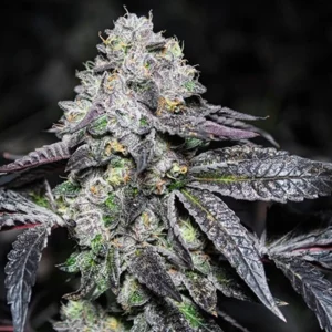 Sunset Sherbet Clones