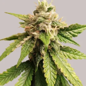 Pineapple Haze Clones