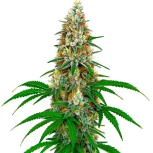 SFV OG Kush Clones