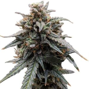 Sweet Tooth Clones