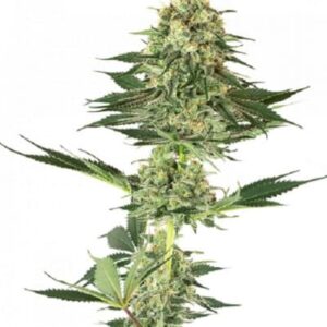 Banana Kush Clones