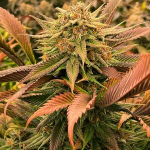 Big Bud Fast Flowering Clones