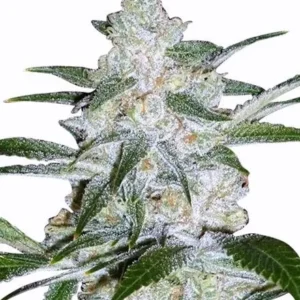 Bubblegum Clones