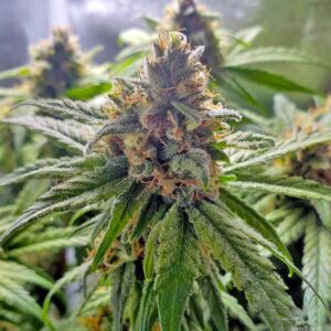 California Dream Clones