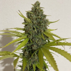 Chocolope Clones