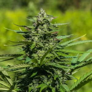 HiLo CBD Clones – 25:1