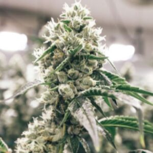 Great White Shark Clones