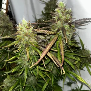 Critical Mass Clones