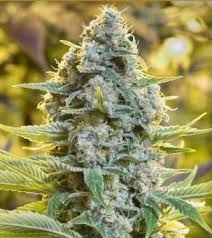 Moby Dick Clones