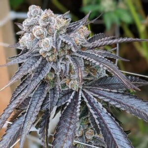 Purple Gelato Clones