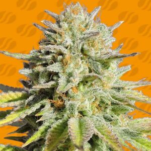 Gorilla Glue #4 Clones