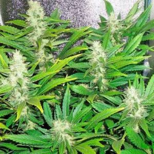 White Russian Clones
