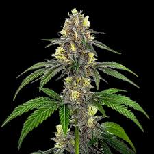 CBD White Widow Clones