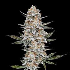 Chemdawg Clones