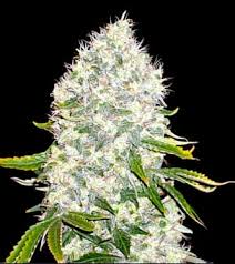 White Widow Clones
