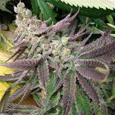 Strawberry Banana Clones