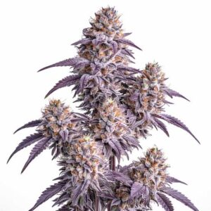 Cherry Pie Clones