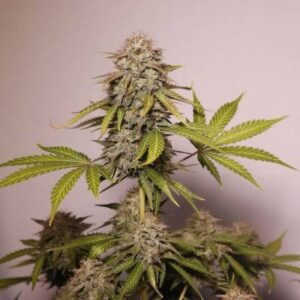 Black Widow Clones
