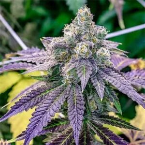Grape Ape Clones
