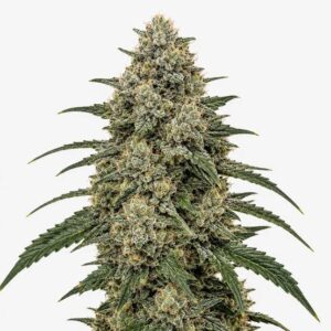 Hindu Kush Clones