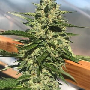 Fire OG Clones
