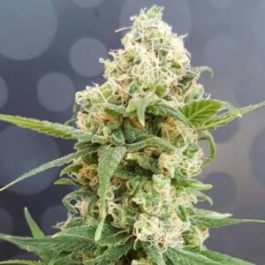 Pineapple Auto Clones