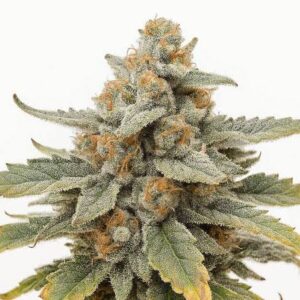 Indica