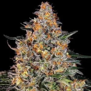 Bubba Kush Clones