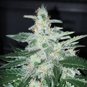 Original Skunk #1 Clones